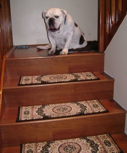 118425 - Rug Depot Traditional Oriental Stair Runner - 30" Wide Hallrunner - ********ORDER THE LENGTH OF YOUR RUNNER IN FOOTAGE IN THE QUANTITY TAB - EACH QUANTITY EQUALS 1 FOOT******** - Navy Background - Radici Noble 1305 Navy - Hallway and Stairrunner 