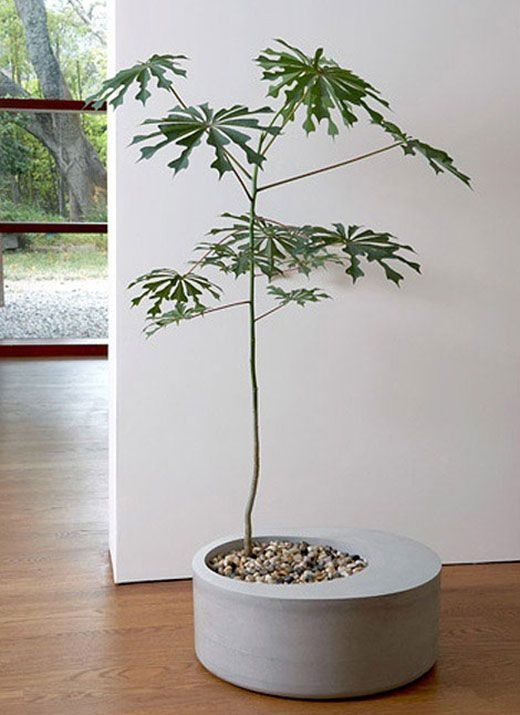Large indoor planters