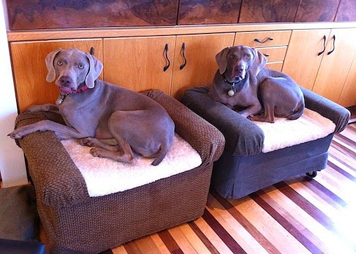 Dog ottoman