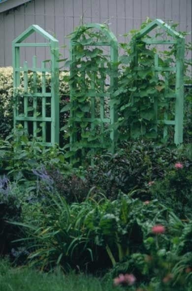 Tall garden trellis