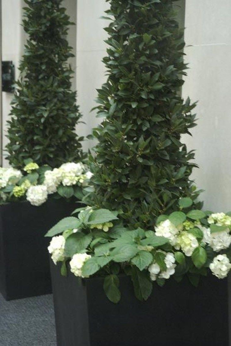 Front porch topiary