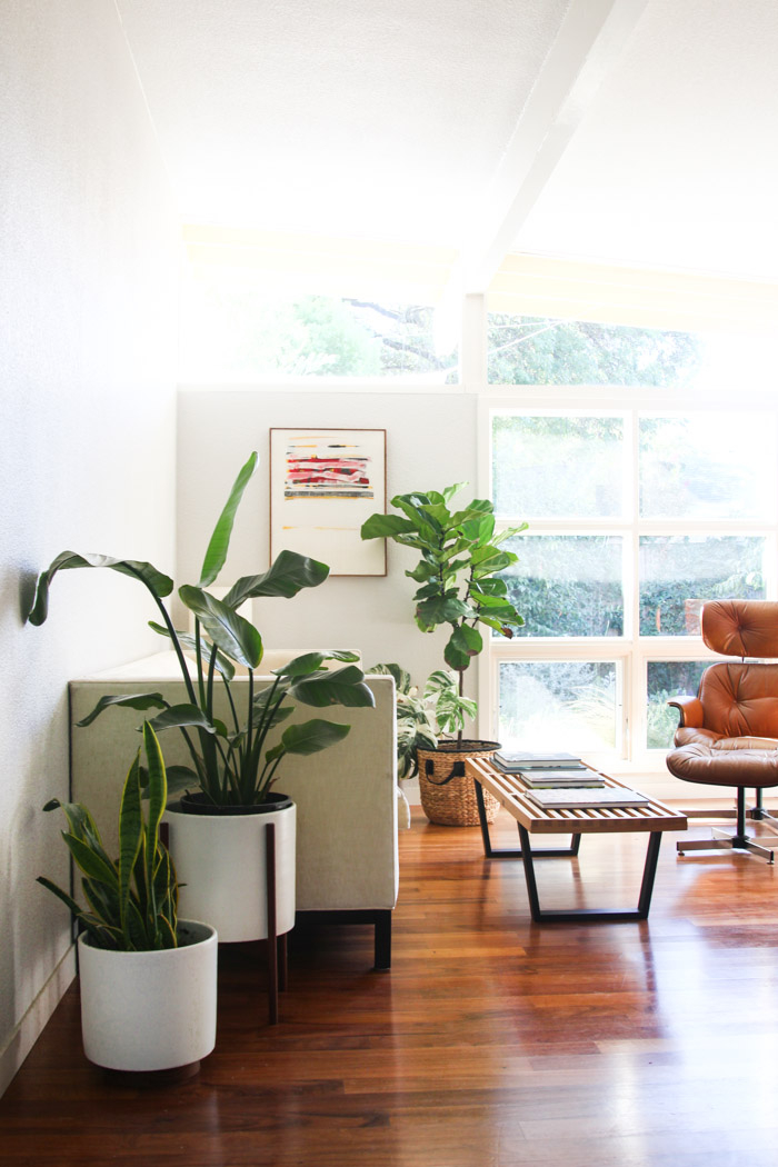 Large pots for indoor plants