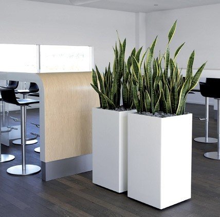 Tall indoor planters