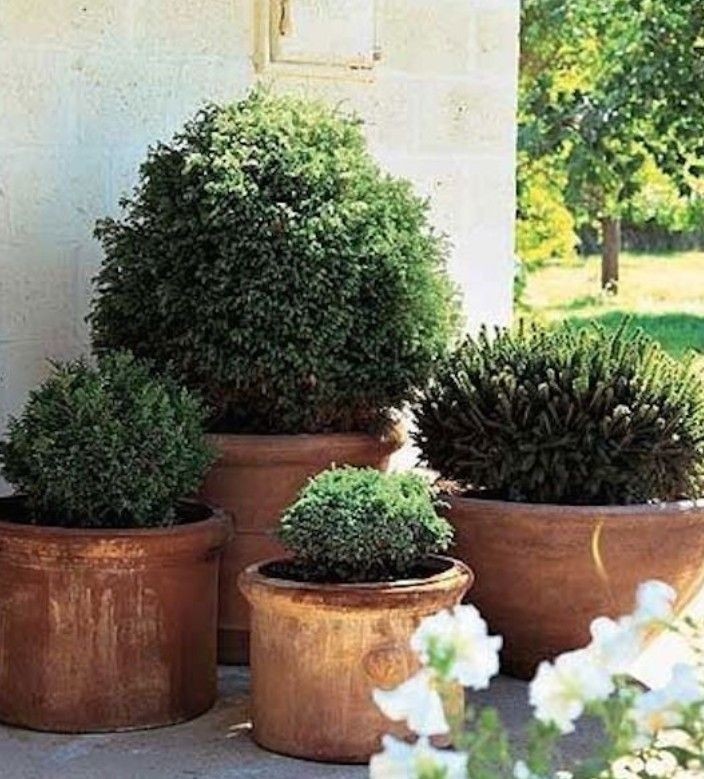 Front porch trees
