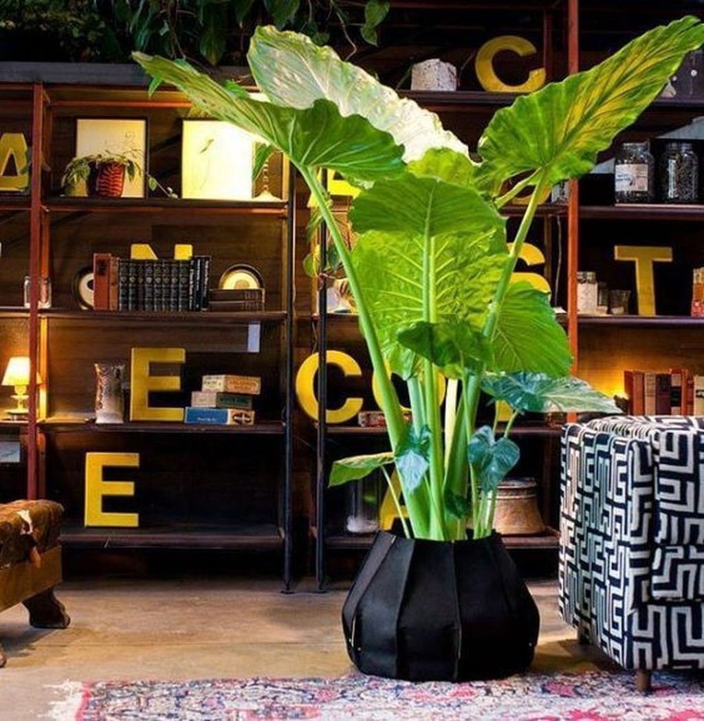 Interior plant pots