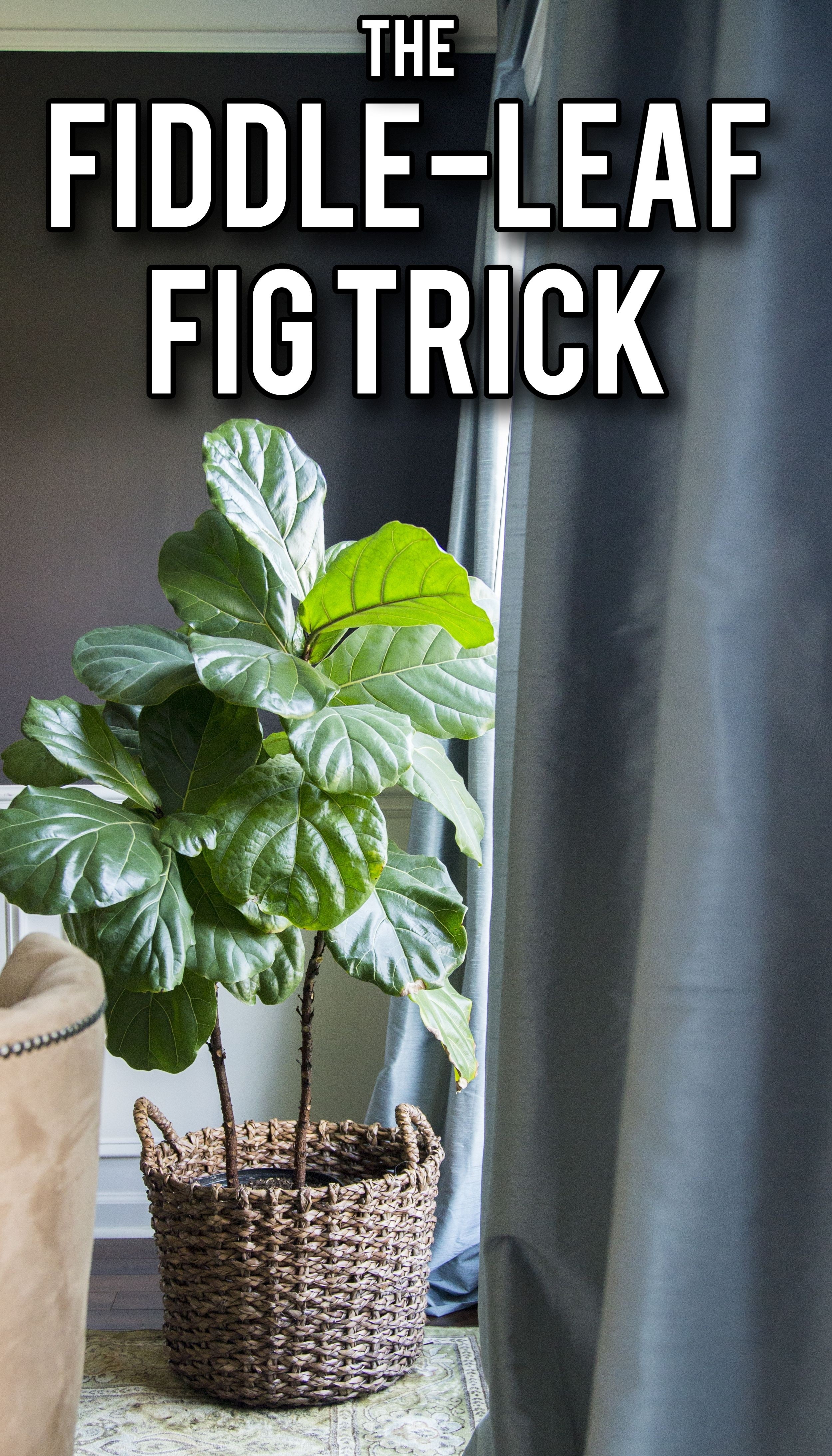 Large indoor plant pots 1