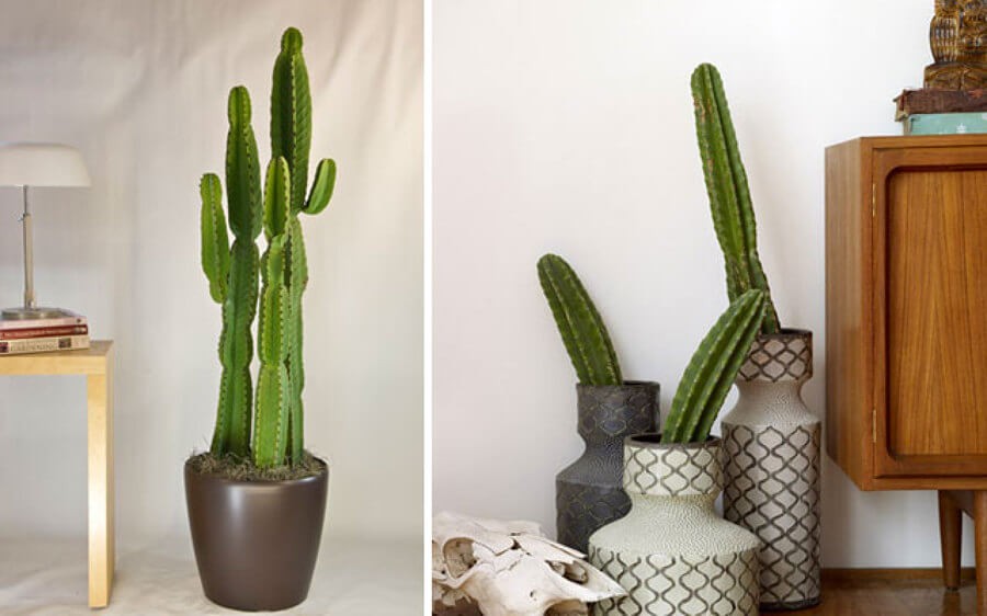 Large indoor plant pots 10