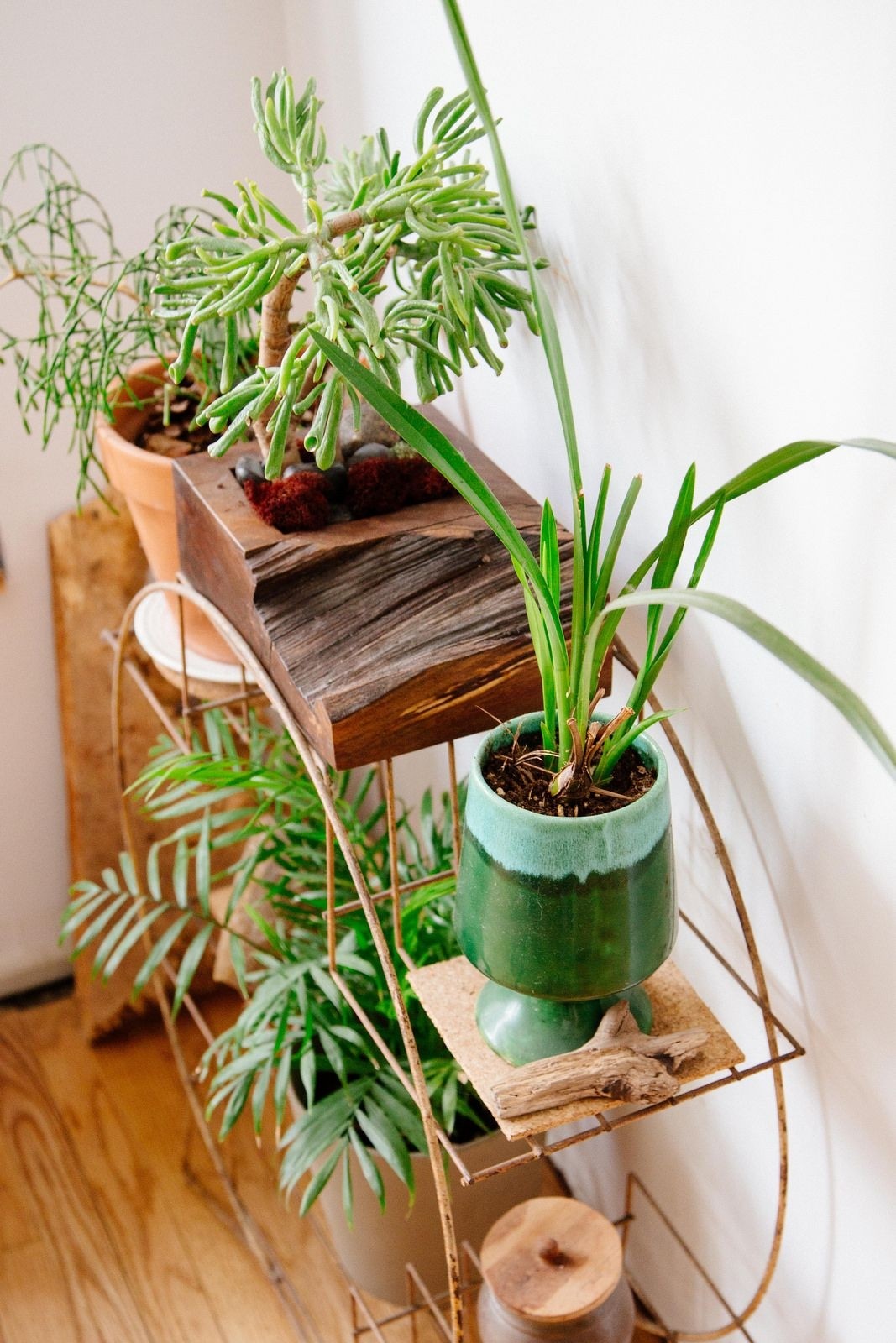 Plant ladders