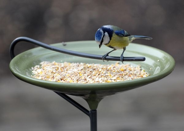 Stake bird bath