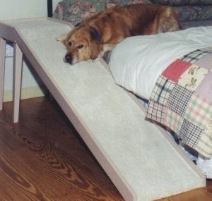 Dachshund ramp
