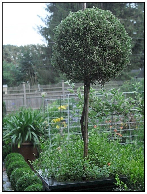 Large indoor plant pots 6
