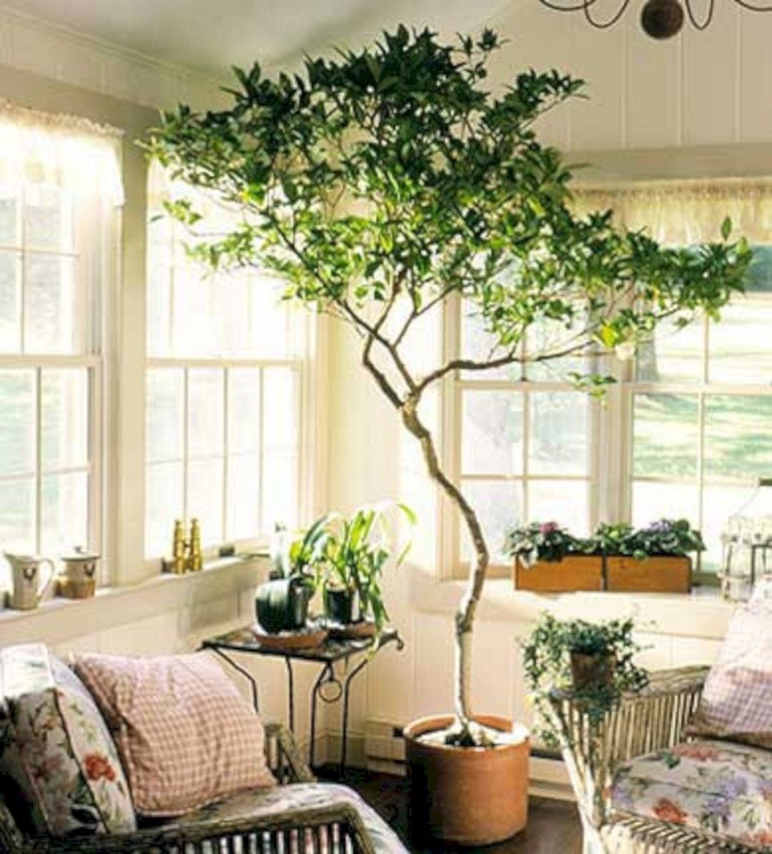 Large indoor plant pots