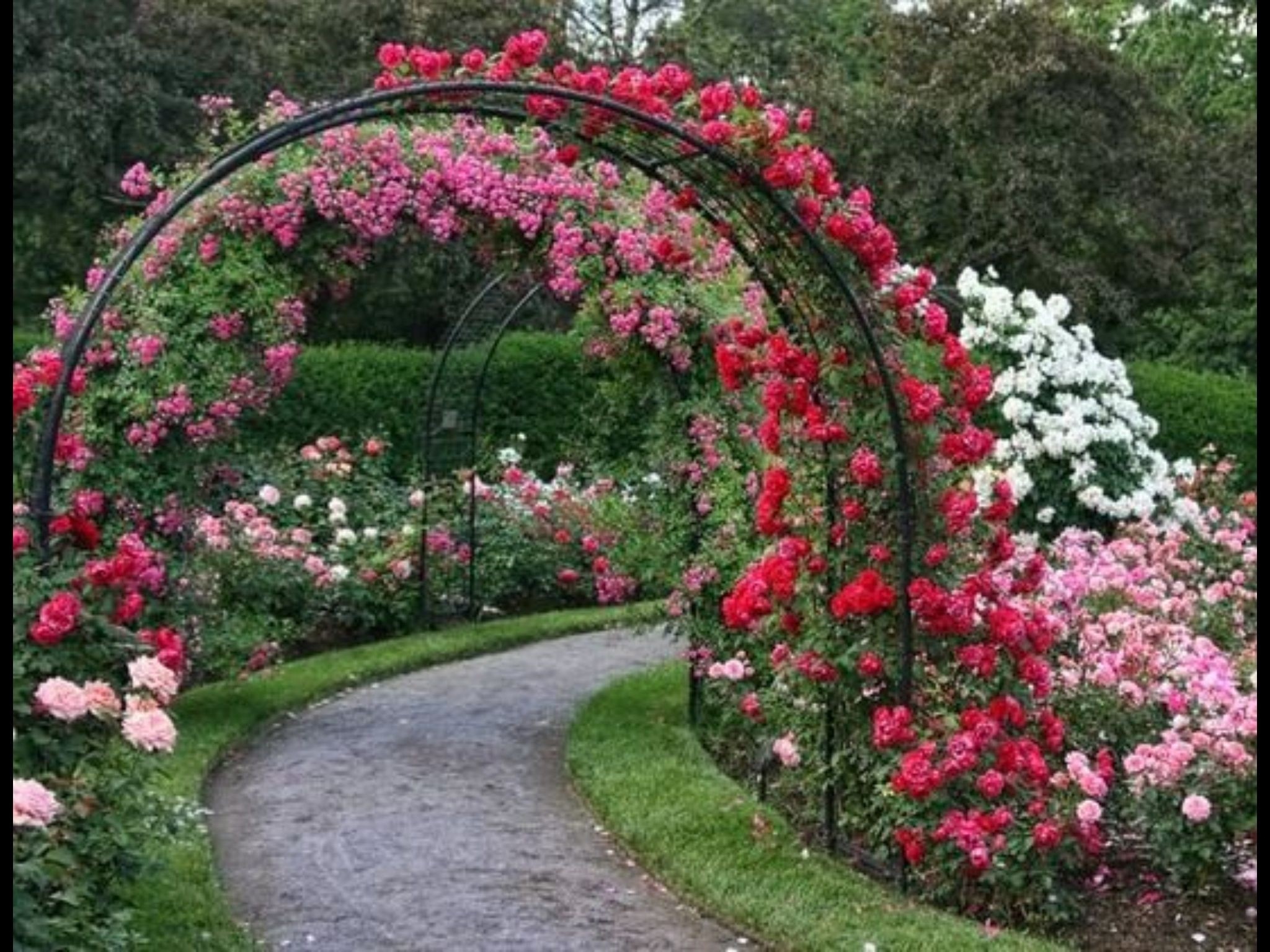 Metal garden arbors 2