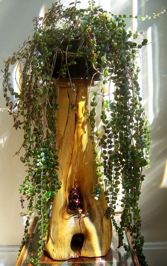 Buddha plant stand made of natural found by foundwoodsculpture 69