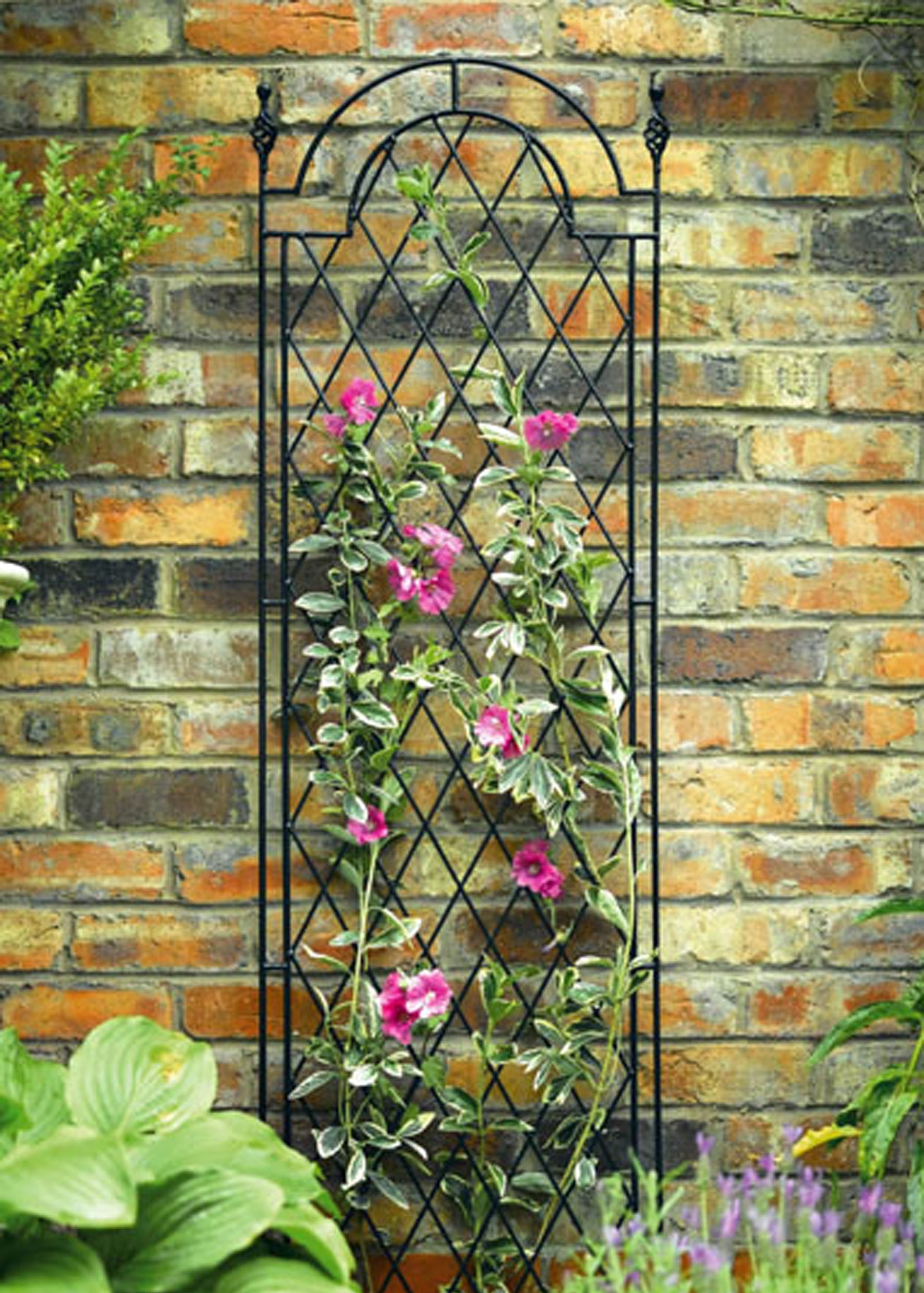 Grape vine arch