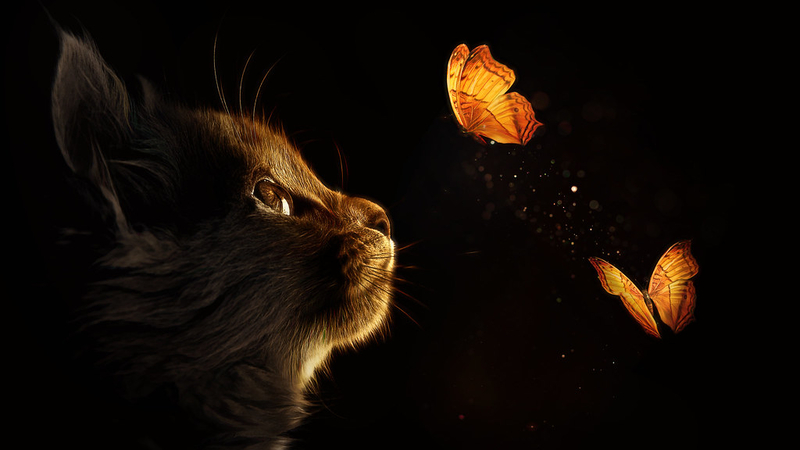 Kitten & Glowing Butterflies