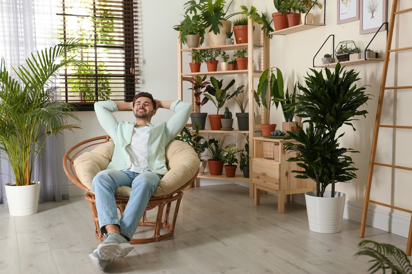 Home plants