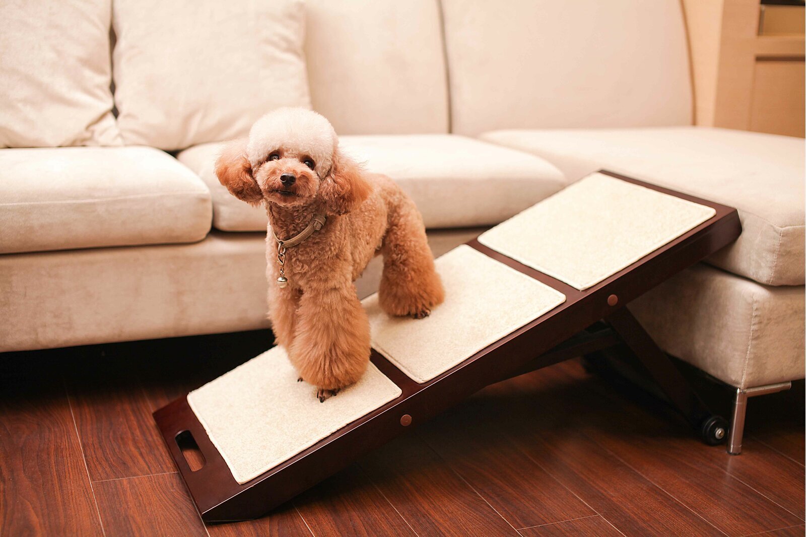 Dog Ramp With Wheels