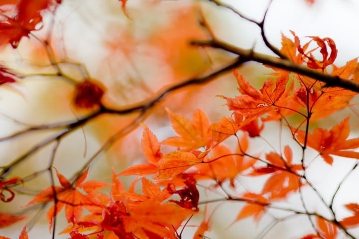 acer palmatum japanese maple