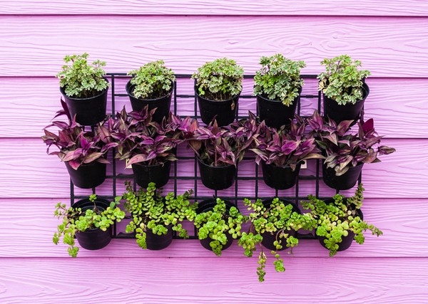 Advantages Of Vertical Gardening