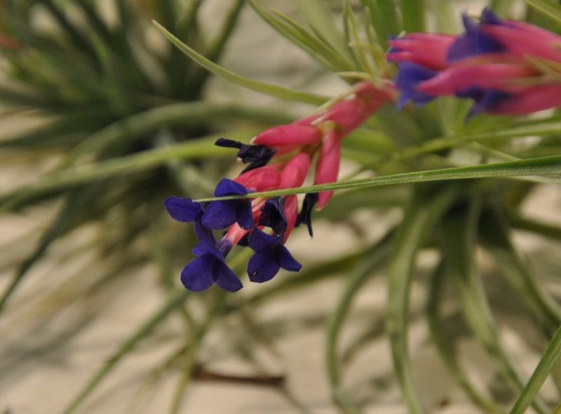aeranthos gardening 