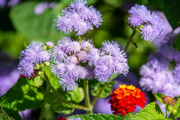 ageratum market gardening
