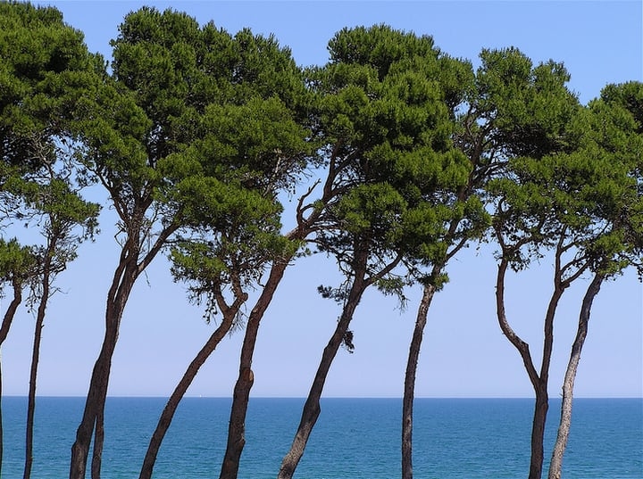 aleppo pine pinus halepensis