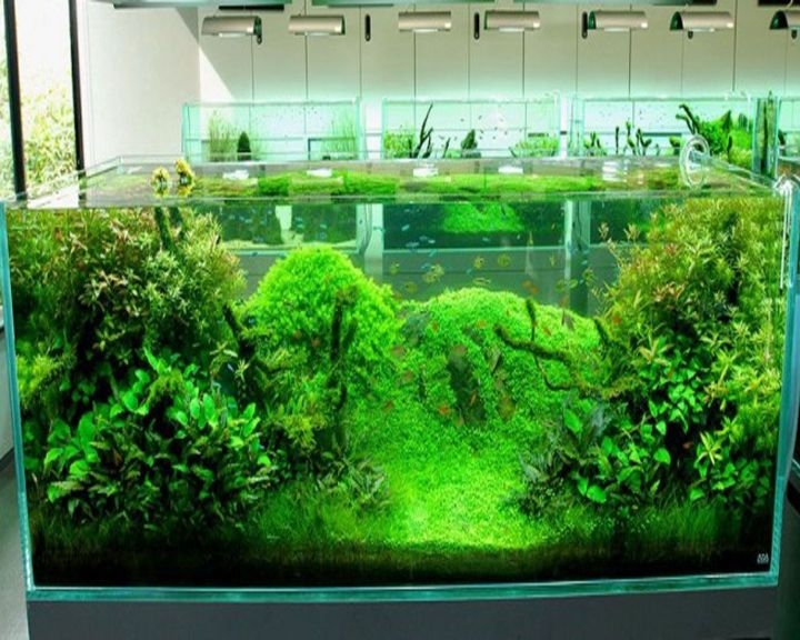 alga aquascape