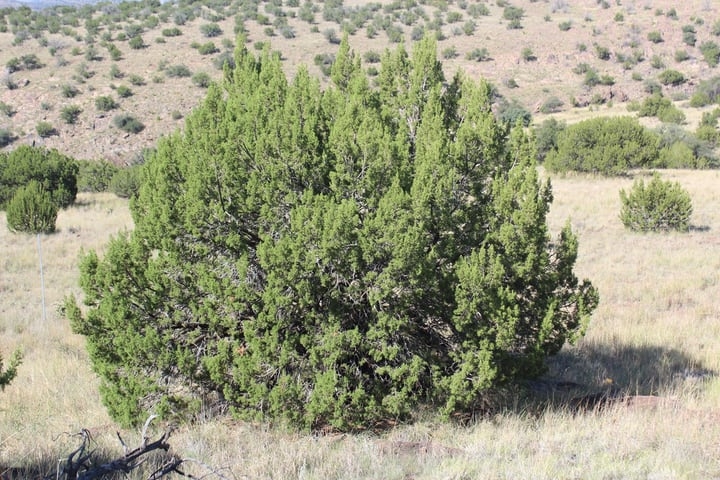 alligator juniperus deppeana