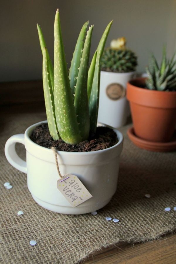 Aloe Vera house Plants