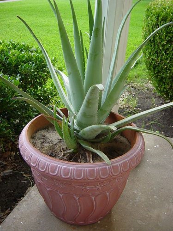 Aloe Vera Plant Care Problems