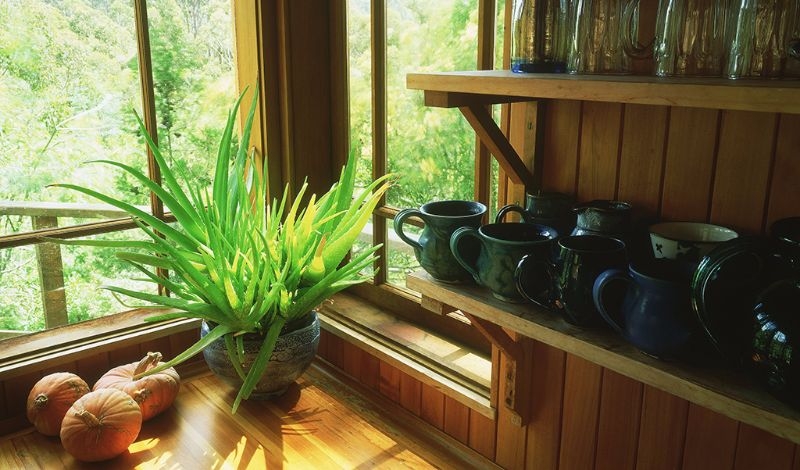 aloe veras best indoor plants