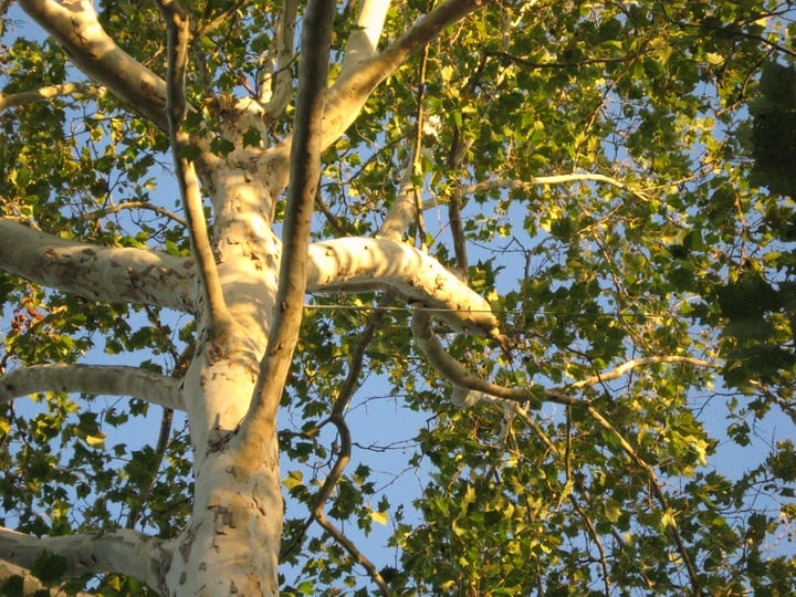 american sycamore platanus occidentalis