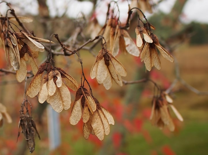 amur maple acer ginnala