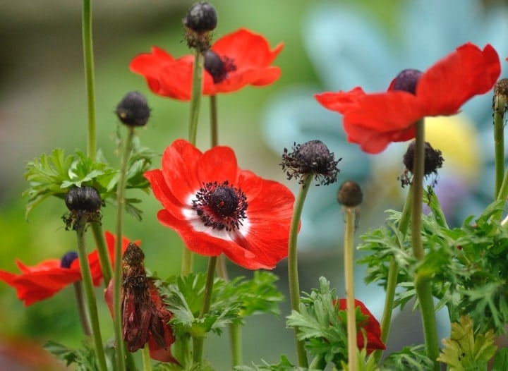 anemone flower garden