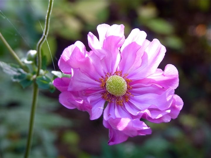 anemone flower in the sun