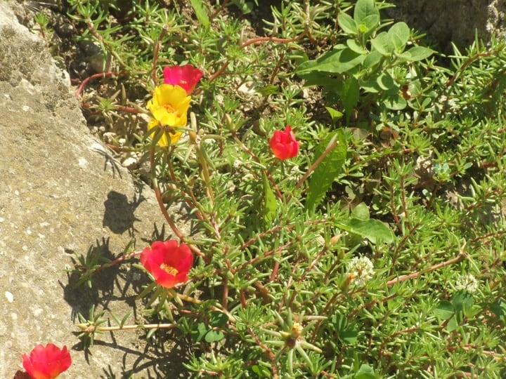 anemone flowers growing in hungarian soil
