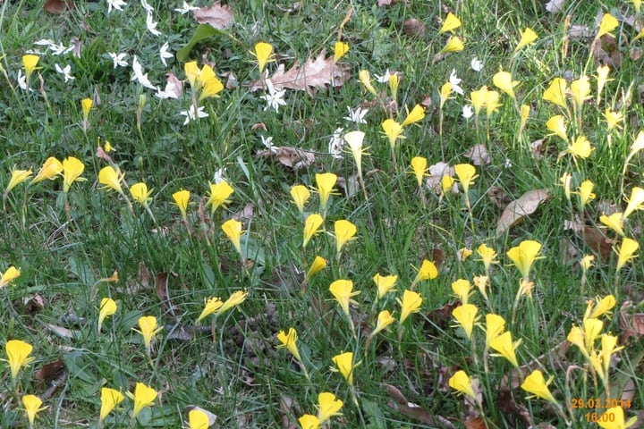 anemones and daffodils landscaping