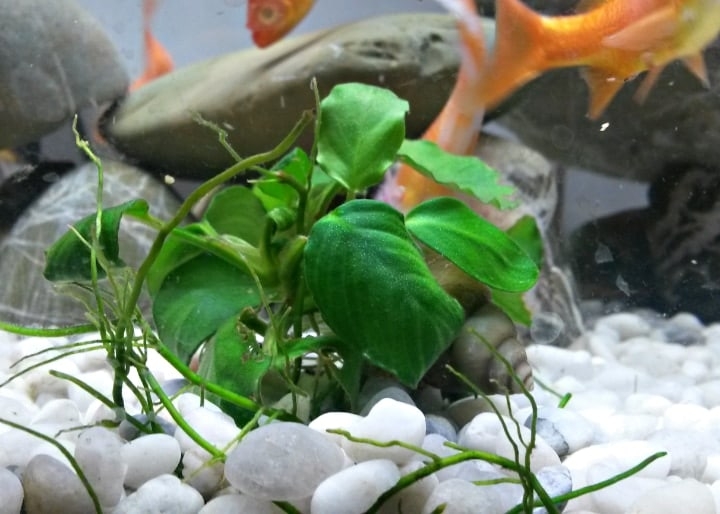 anubias freshwater aquarium plant