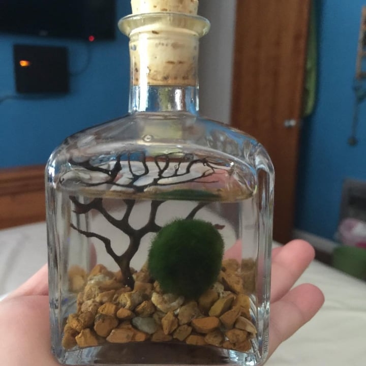 aquarium in a jar
