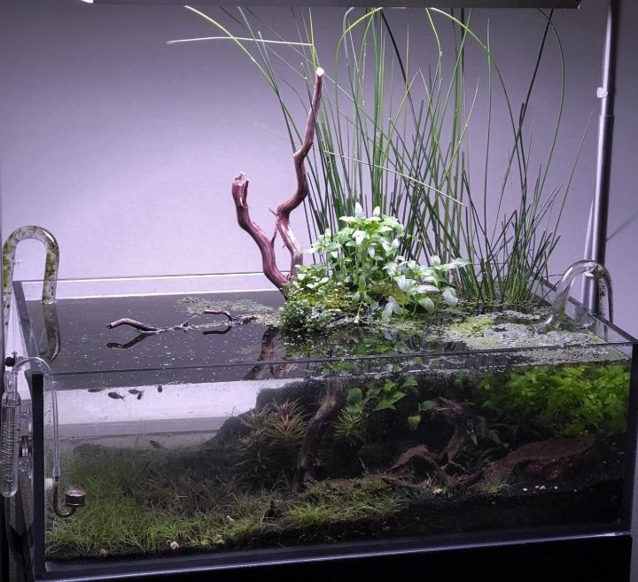 aquascaping aquarium