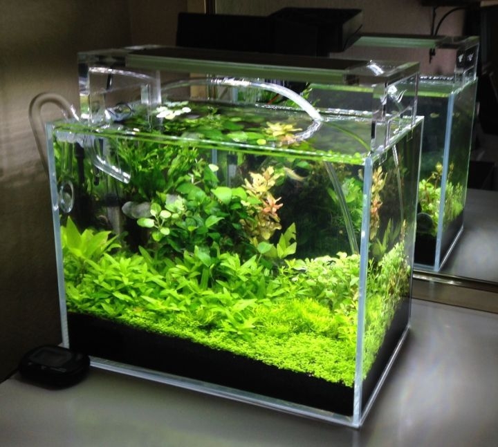 aquascaping beginner