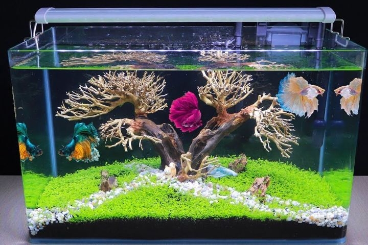 aquascaping betta tank