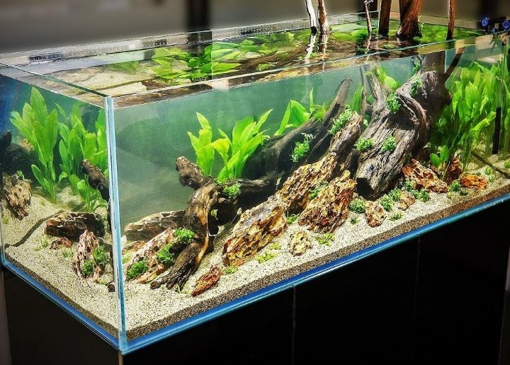 aquascaping design
