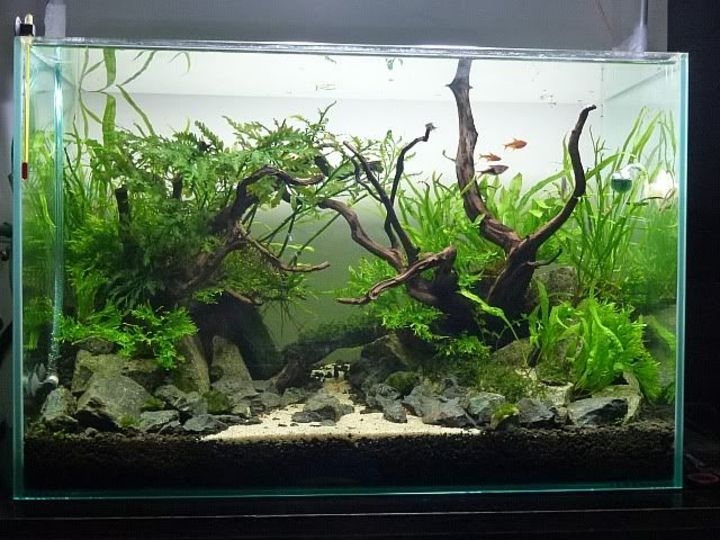 aquascaping fish tank