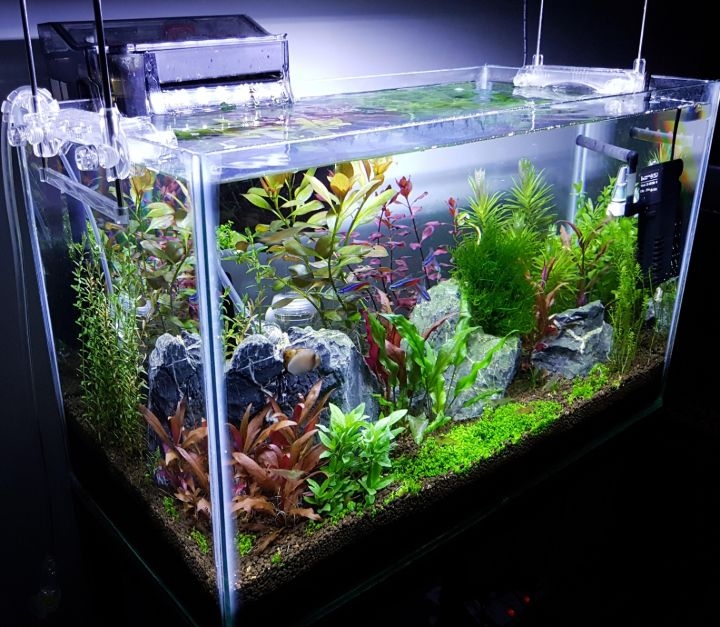 aquascaping gallon