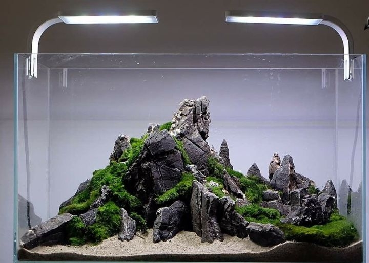 aquascaping iwagumi