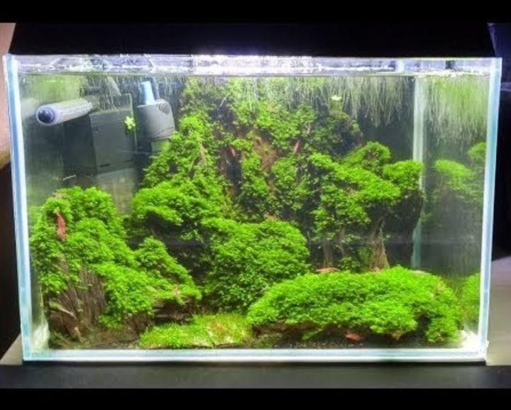 aquascaping moss