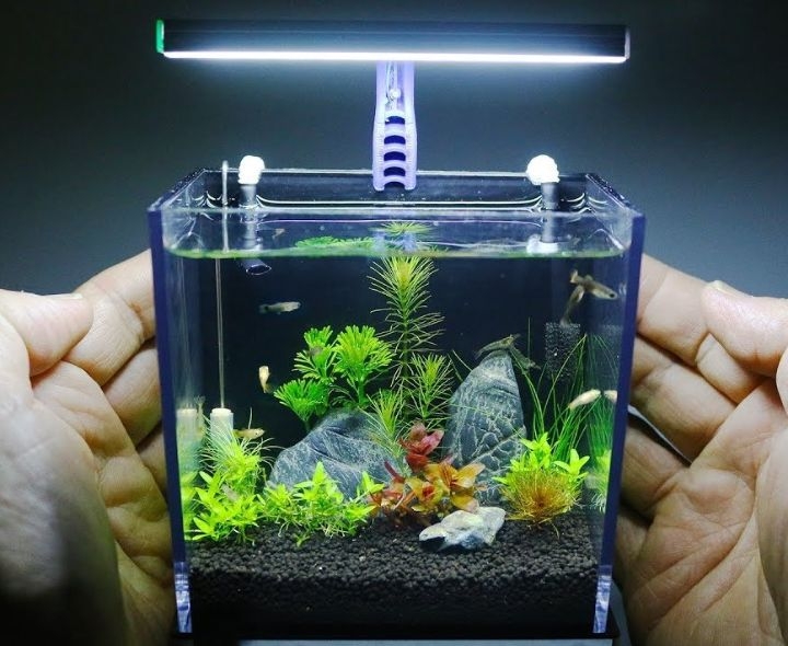 aquascaping nano
