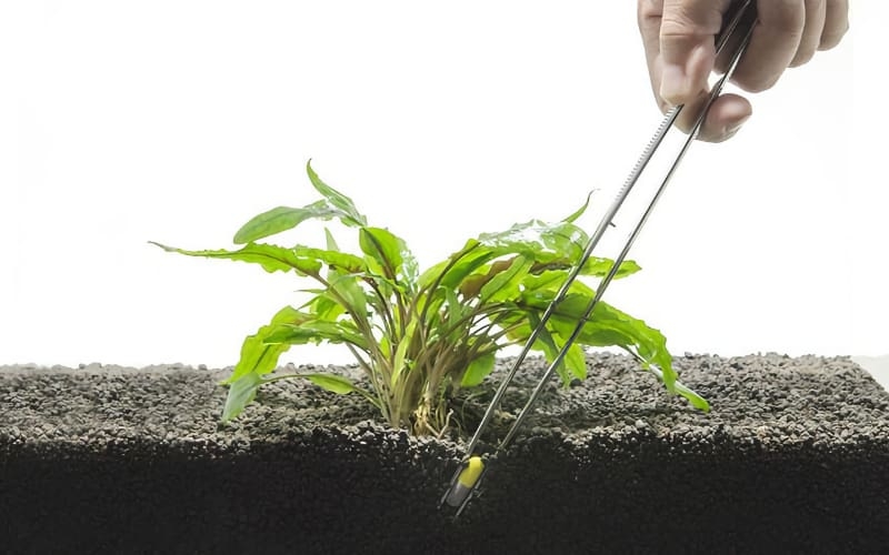 aquascaping nutrition soil fish